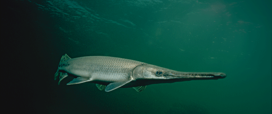 Gar Fishing Methods and Tips