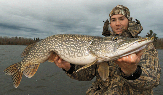 Pike in Spring 