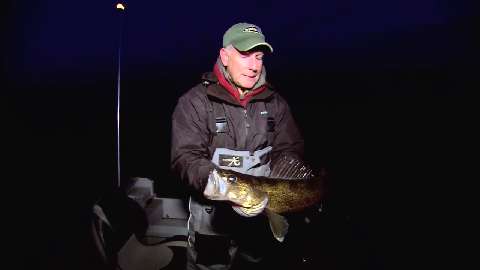 Walleyes at Night