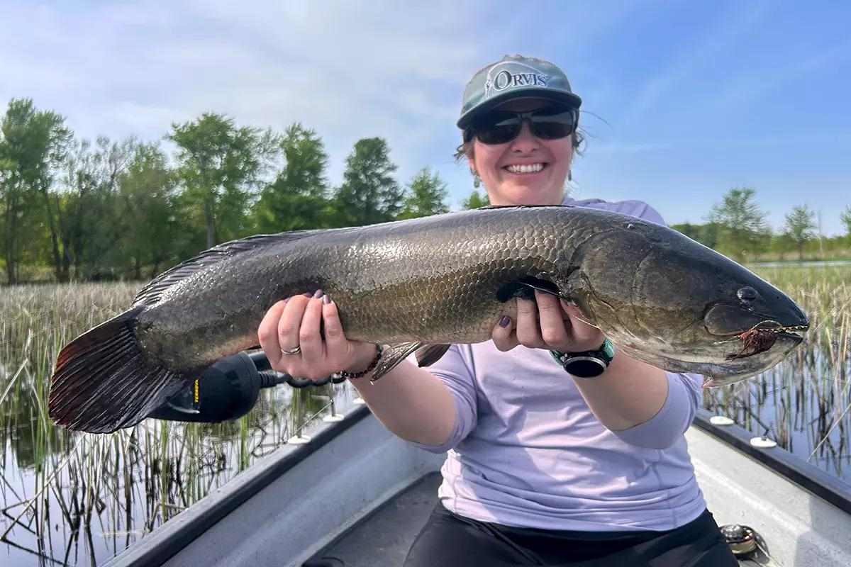 In Praise of Bowfin