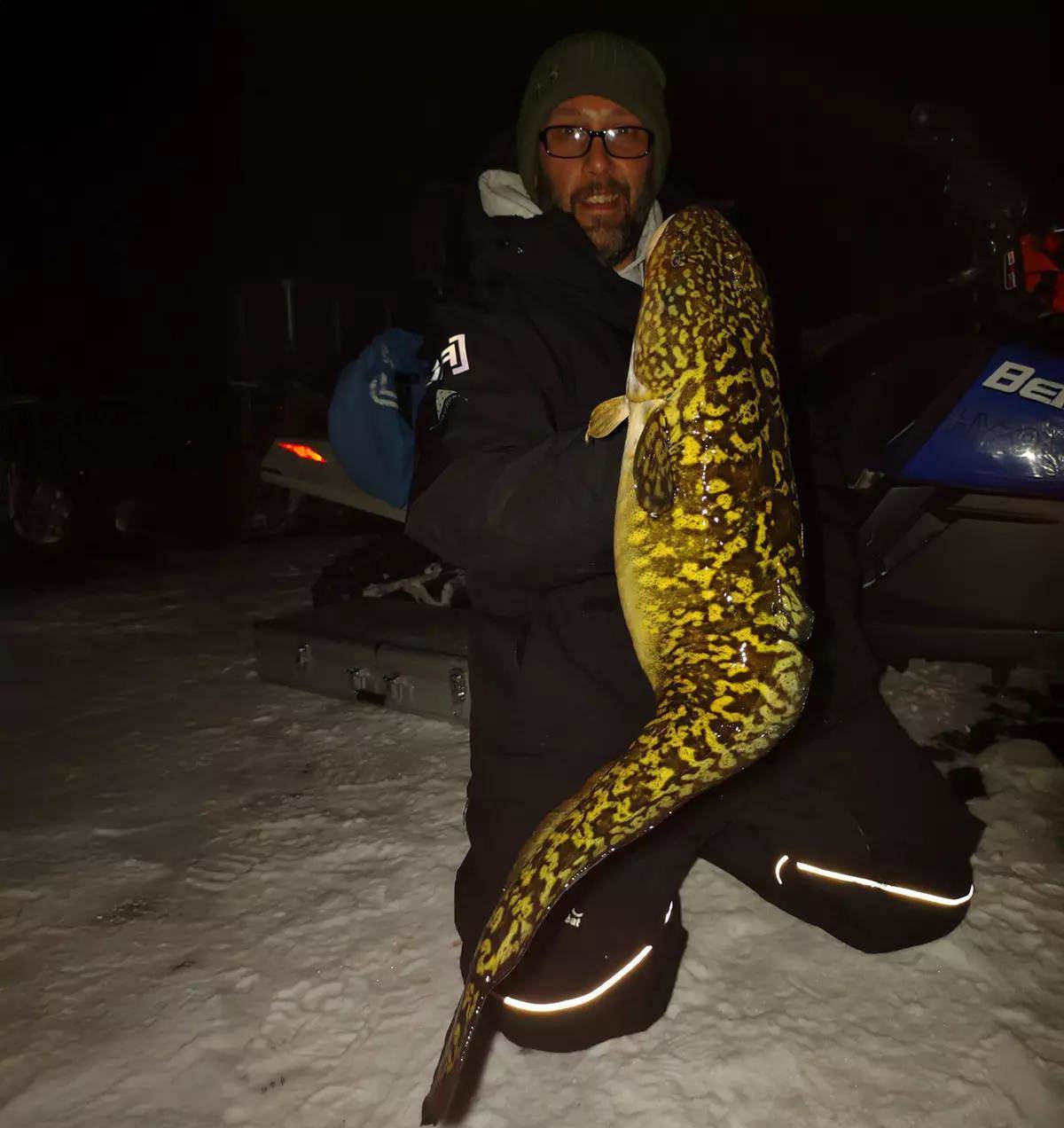 An ice fisherman holding a large burbot at night. 