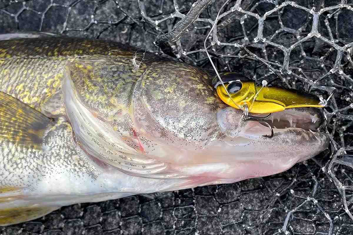 Spring River Walleyes On Blade Baits