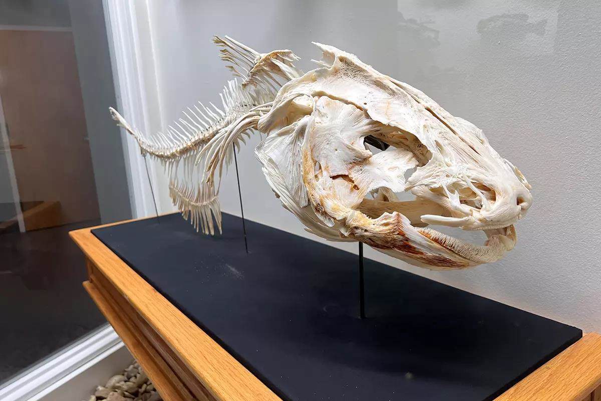 02-tffc-reopening-skeletal-remains-blue-time