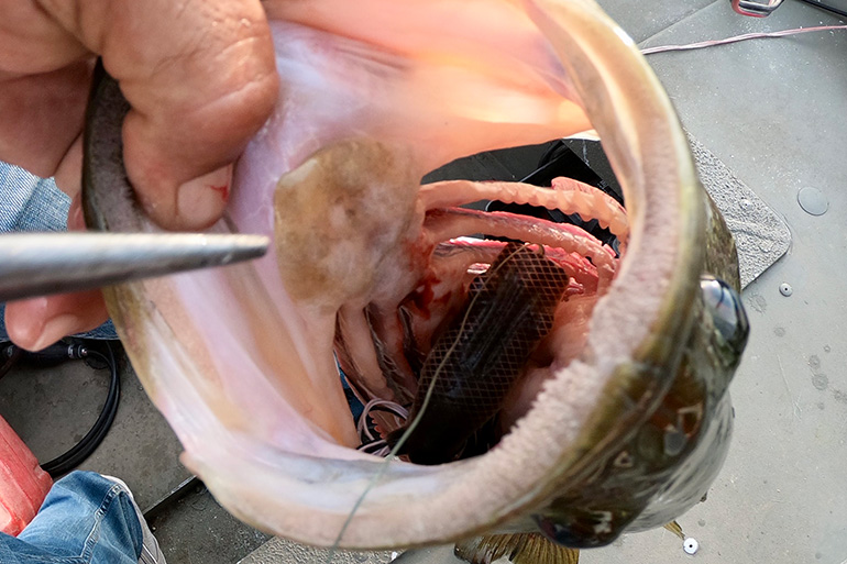 Smell & Taste: How Bass Use These Senses to Feed