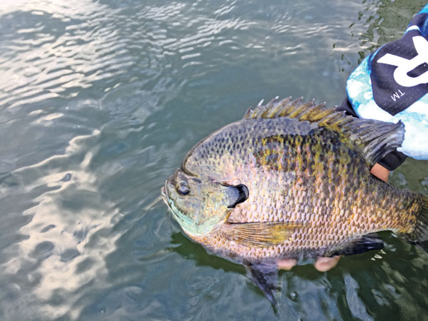 Tactics for Summer Crappie and Bluegills