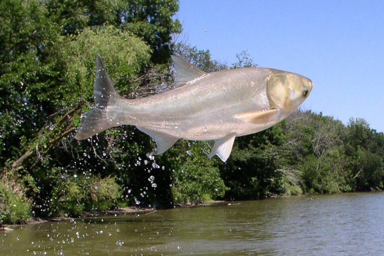 Questioning Fish Introductions