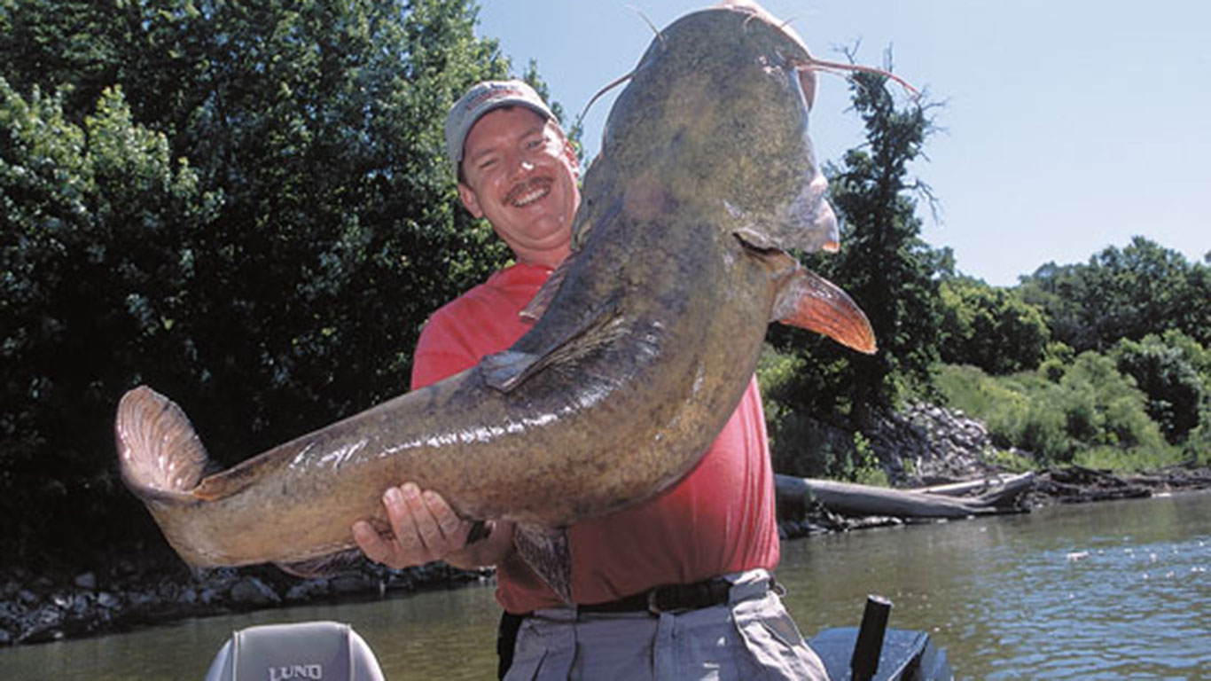 Spring Catfish 
