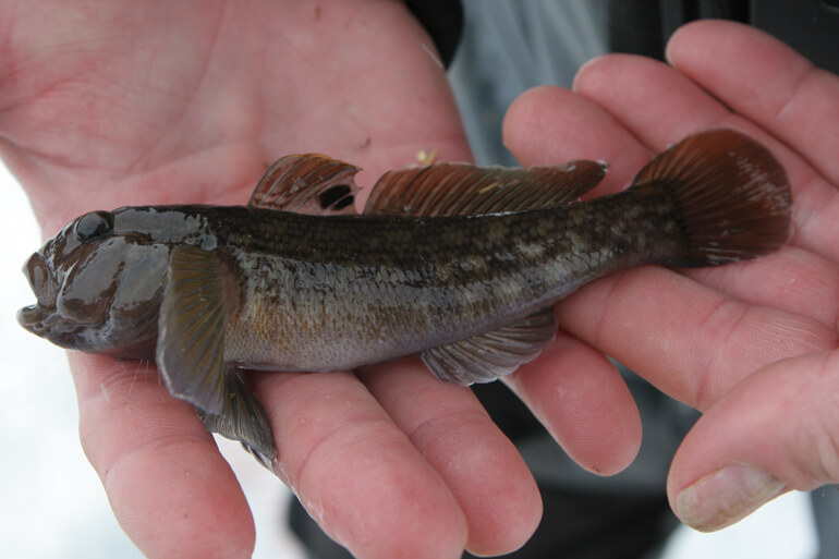 //content.osgnetworks.tv/infisherman/content/photos/goby-3.jpg