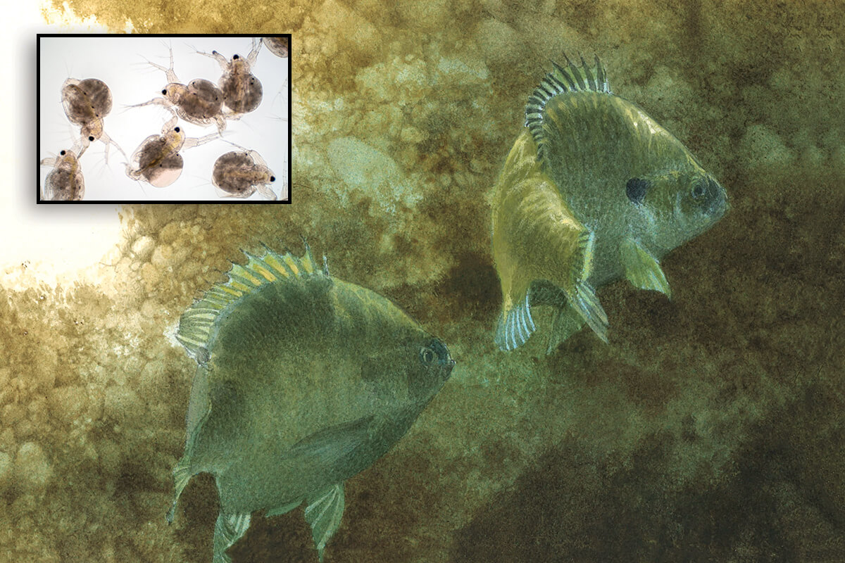 In-Fisherman August-September 2025 Issue