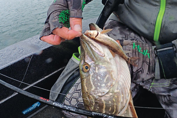 Catching Late Summer Pike on Livebait