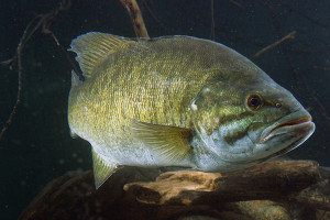 Smallmouth Bass Weight Conversion Chart