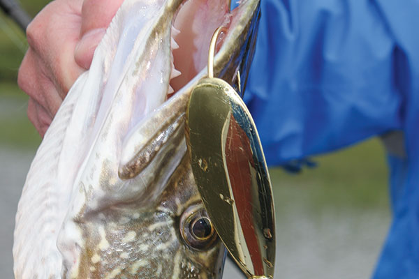 Spoon fishing for Fall Pike